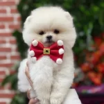 Pomerian Boo 2 Aylık Erkek Yavru