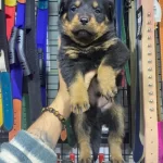 Sağlıklı Rotweiler Yavruları