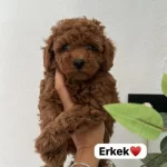 Red Toy Poodle Sevimli Yavrular