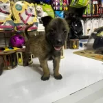 Belçika Malinois Yavrular