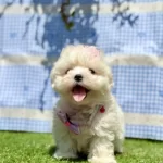 0 Numara Maltese Terrier Yavrularımız