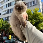 Scottish Fold Yavrularımız