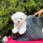 Erkek Maltese Terrier Yavrusuu