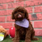 Sevimli Erkek Toy Poodle Yavrumuz