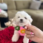 3 Dişi 1 Erkek Yavrularım Maltese Terrier