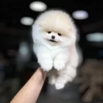Sevimli Saglik Garantili Pomeranian Boo
