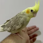 Eğitimli Sultan Papağanı Yeni Yuvasını Arıyor