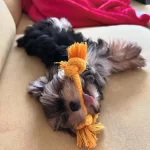 Morkie Kopegimiz 2 Aylık Çok Tatlı