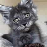 Türki̇yeni̇n Her Yeri̇ne Tesli̇m Xxl Mai̇ne Coon Kedi̇ler