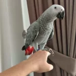 Üst Düzey Konuşan Jako Papağanlarımız