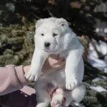 A Kali̇te Alabay İsteğe Özel Kulak Esteti̇ği̇ Yapilir