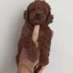 Toy Poodle Yavru Ucretli Sahiplendirme
