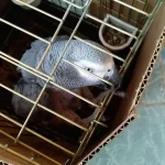 Full Evcil 100 Kelime Konuşan Üst Düzey Jako