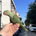 70 Günlük Bebek Alexander Papağanimiz