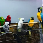 Her Çeşit Konuşan Eğitimli Papağanlarımız Mevcut