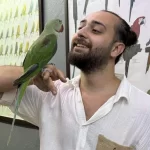 Eğitimli Yavru Alexander İskender Papağanı