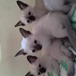 Safkan Kieik Kuyruk Siyam Kedi Yavruları