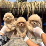 Maltipoo Yavrularımız Yeni Yuvalarını Arıyor