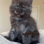 Türki̇yeni̇n Her Yeri̇ne Tesli̇m Xxl Mai̇ne Coon Kedi̇ler