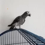 Jako Papağanı Sağlıklı 8 Aylık