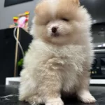 3 Aylık Pomerian Erkek Yavru İstanbul