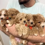 Oyuncak Gibi Sevimli Dizayn Maltipoo Bebekleri