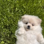 Ankara Genç Erkek Pomerian Spritz