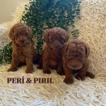 Oyun Seven Ve Akıllı Mini Toy Poodle Yavruları