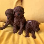 Kahverengi Mini Toy Poodle Bebekler