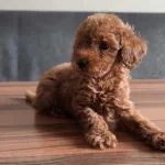 Anne Altından Evde Bakılan Kore Kan Mini Poodle