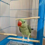 El Besleme Yerli Üretim Bebek Alexander Papağanı