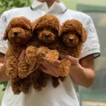 En Koyusu En Micro Safkan Toypoodle