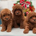 Mini Toy Poodle Aşılı Bebeklerimiz