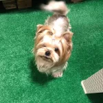 Morkie Yavru Çok Tatlı Kopekler