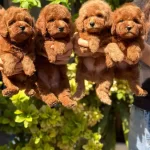 Safkan Oyuncu Kore Poodle Yavrularımız