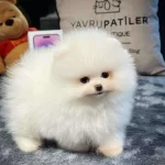 Pomerian Boo Sahiplendirme