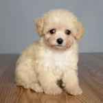 Maltese Bebek Surat Yavrularımız