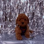 Dark Brown Mini Boy Toy Poodle Yavrular