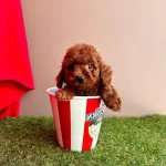 Orji̇nal Toy Poodle Çocuklar Sağlikli