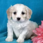 Lütfen Ciden Alıp Bakabikicek Kişiler Yazsın