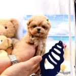 Sosyal Zeki Ve Büyümeyen Toy Poodle Yavrular