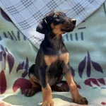 Saf Kan Yavru Doberman  Yeni Sahiplerini Arıyor