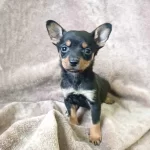 Aşılı Minyatür Pinscher Köpekleri