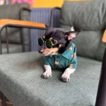 Eğitimli Minyatür Pinscher Ücretsiz Sahiplendirme