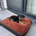 2 Aylık Erkek Minyatür Pinscher