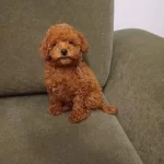 Red Brown Toy Poodle Yavruları