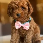 Onlar Bir Gercek Efsane Poodle Kardesler