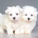 Nova Yeni Yuvasını Arıyor (Maltese Terrier)