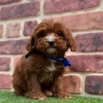Oyuncu Ve Sevecen Maltipoo Yavruları