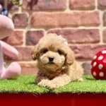 Border Collie Özellikleri Ve Bakımı | Eğitimi, Karakteri